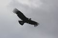 0420-dag-20-149-El Calafate condors